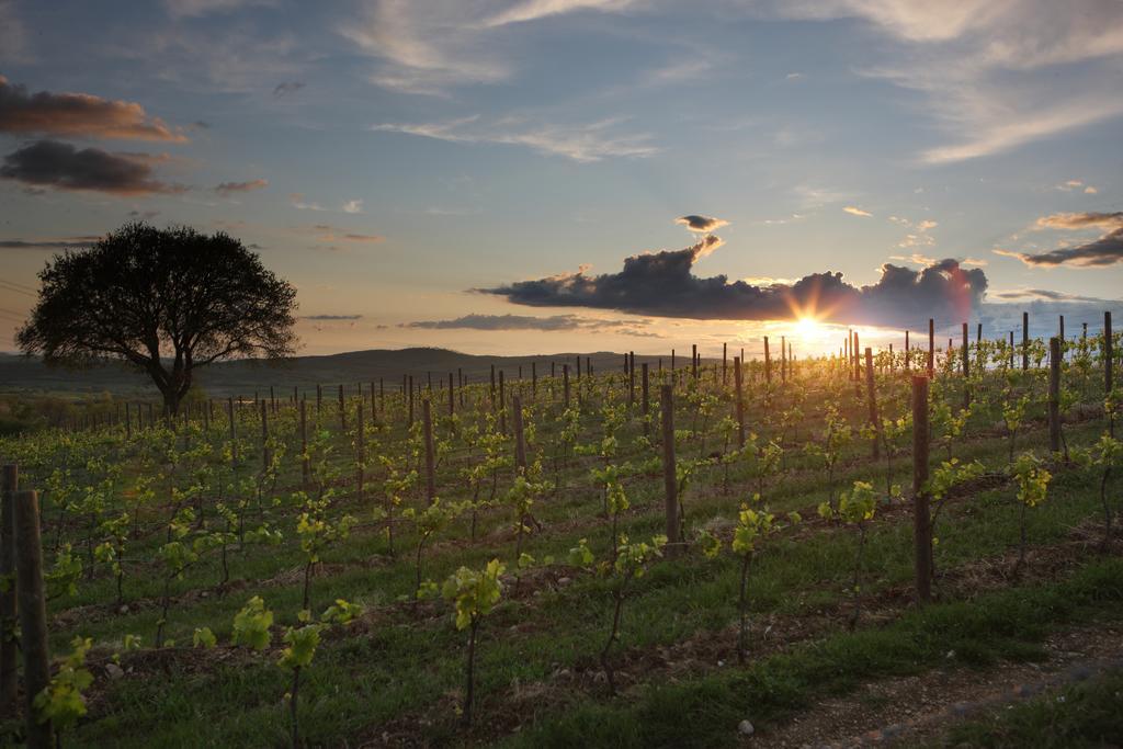 Agriturismo Poggio Al Sasso Blera Екстер'єр фото